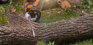 Best Tree Disease Treatment  in Dumbarton, VA