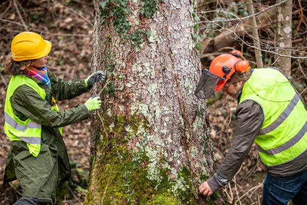 Best Hazardous Tree Removal  in Dumbarton, VA