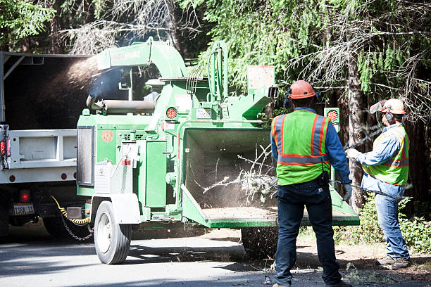 Best Hazardous Tree Removal  in Dumbarton, VA