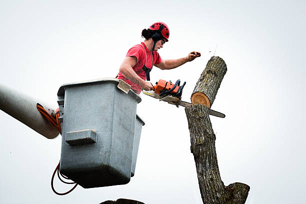 Best Leaf Removal  in Dumbarton, VA