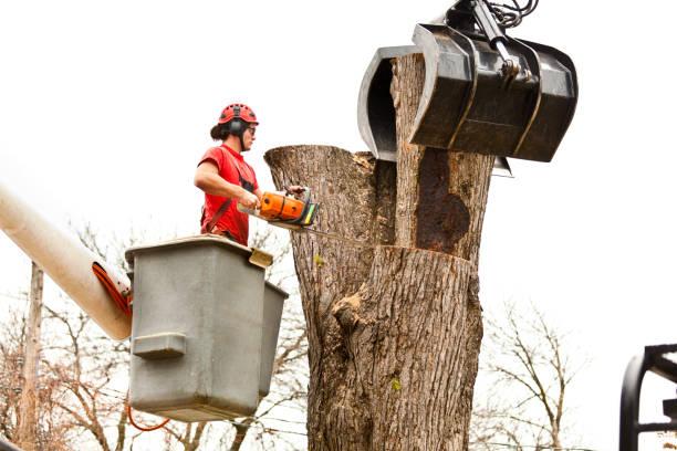 Best Lot and Land Clearing  in Dumbarton, VA